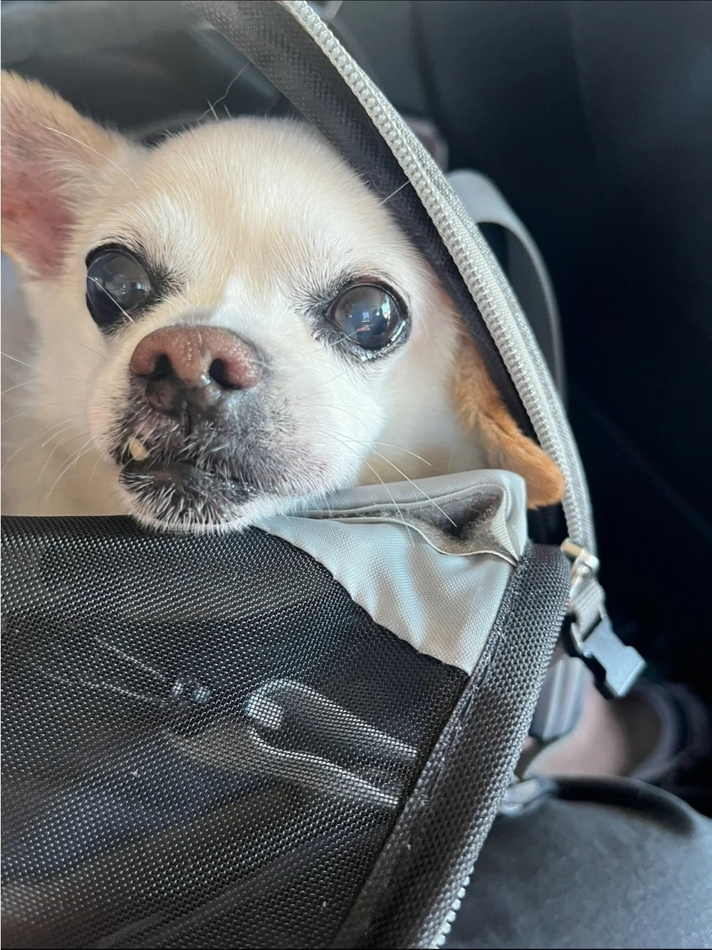 Small Pet Carrier Airline Approved